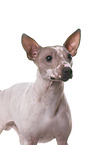 American Hairless Terrier Portrait