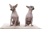 2 American Hairless Terrier