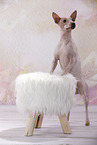 American Hairless Terrier