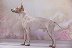 American Hairless Terrier