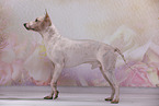 American Hairless Terrier
