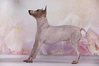 American Hairless Terrier