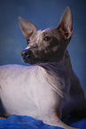 American Hairless Terrier Portrait