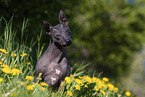 American Hairless Terrier between dandelions