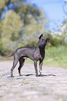 male American Hairless Terrier