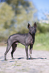 male American Hairless Terrier