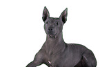 male American Hairless Terrier in front of white background