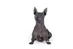 male American Hairless Terrier in front of white background