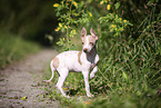 American Hairless Terrier puppy