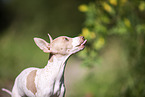 American Hairless Terrier puppy