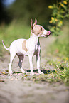 American Hairless Terrier puppy