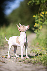 American Hairless Terrier puppy