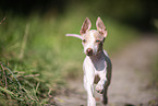 American Hairless Terrier puppy