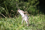 American Hairless Terrier puppy