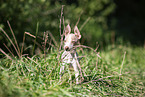 American Hairless Terrier puppy