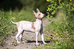 American Hairless Terrier puppy
