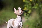 American Hairless Terrier puppy