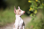 American Hairless Terrier puppy