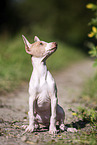 American Hairless Terrier puppy