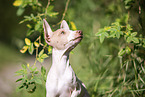 American Hairless Terrier puppy