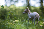 American Hairless Terrier puppy