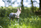 American Hairless Terrier puppy