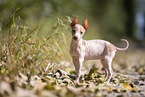 American Hairless Terrier puppy