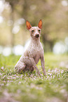 American Hairless Terrier at cherry blossom time