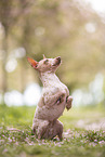 American Hairless Terrier at cherry blossom time