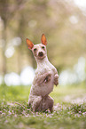 American Hairless Terrier at cherry blossom time