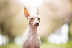 American Hairless Terrier at cherry blossom time