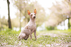 American Hairless Terrier at cherry blossom time