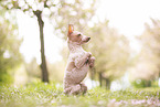 American Hairless Terrier at cherry blossom time