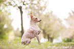 American Hairless Terrier at cherry blossom time