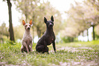 male and female American Hairless Terrier