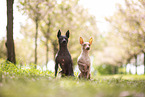 male and female American Hairless Terrier