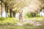 American Hairless Terrier at cherry blossom time