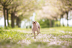 American Hairless Terrier at cherry blossom time