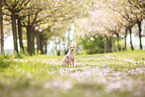 American Hairless Terrier at cherry blossom time