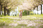 American Hairless Terrier at cherry blossom time