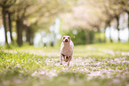 American Hairless Terrier at cherry blossom time