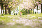 American Hairless Terrier at cherry blossom time