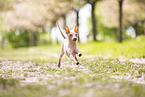 American Hairless Terrier at cherry blossom time