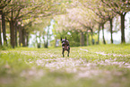 American Hairless Terrier at cherry blossom time