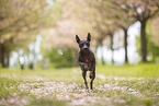 American Hairless Terrier at cherry blossom time