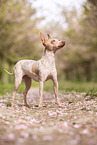 American Hairless Terrier at cherry blossom time
