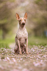 American Hairless Terrier at cherry blossom time