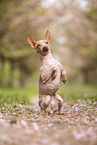 American Hairless Terrier at cherry blossom time