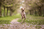 American Hairless Terrier at cherry blossom time