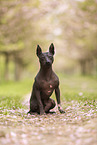 American Hairless Terrier at cherry blossom time